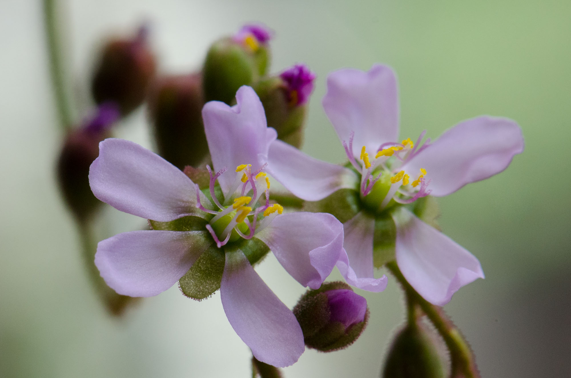 Drosera aliciae Blüte