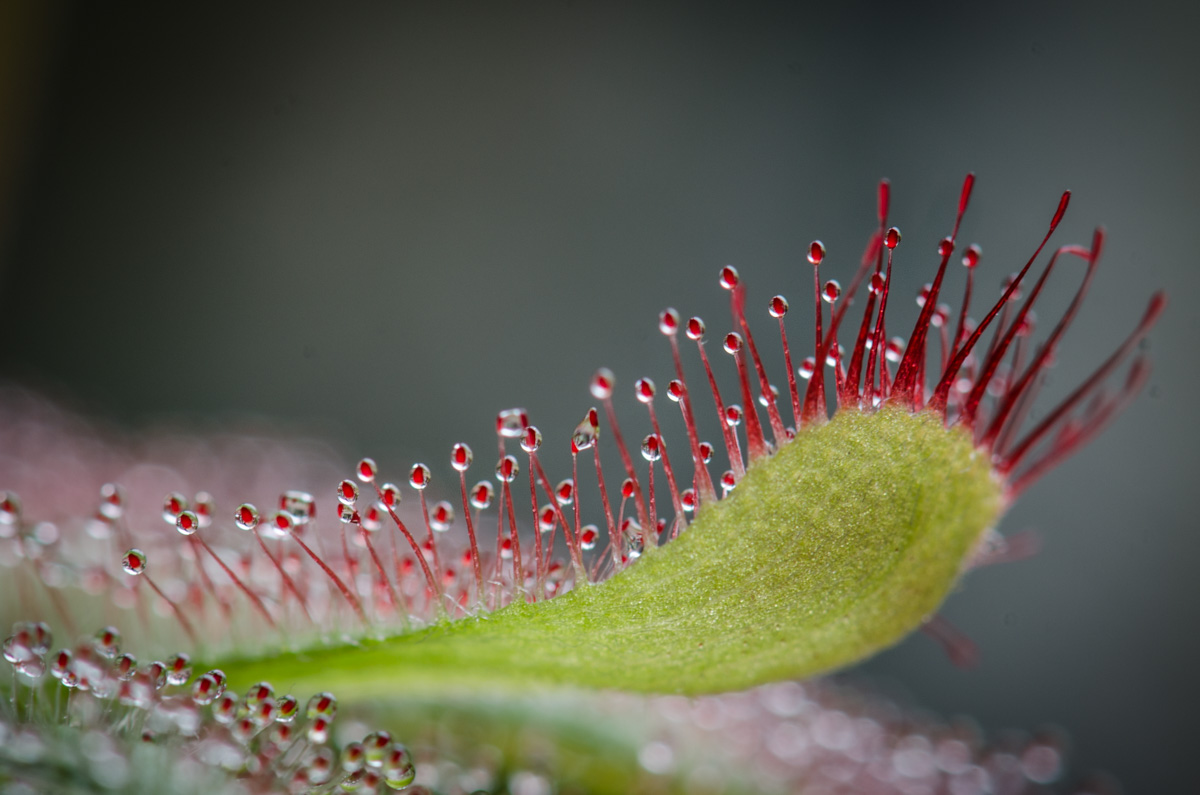 Drosera aliciae Drosera aliciae