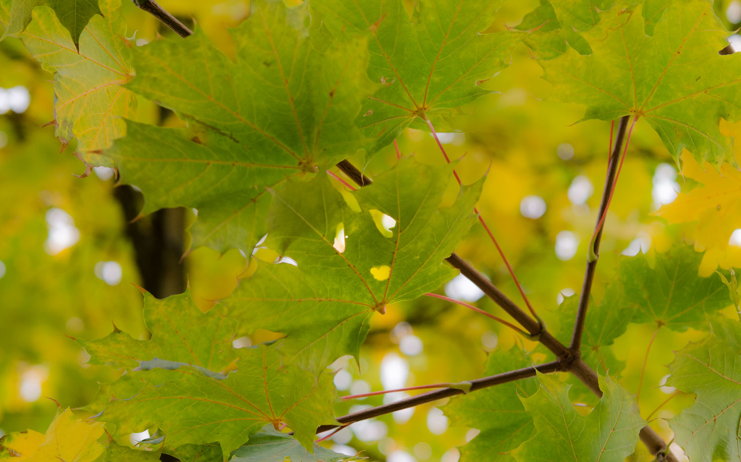 Gesichter im Wald Gesichter im Wald
