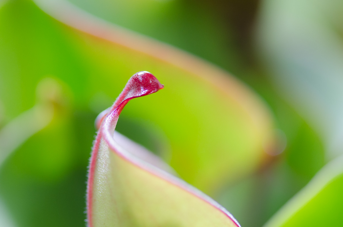 Heliamphora heterodoxa x minor