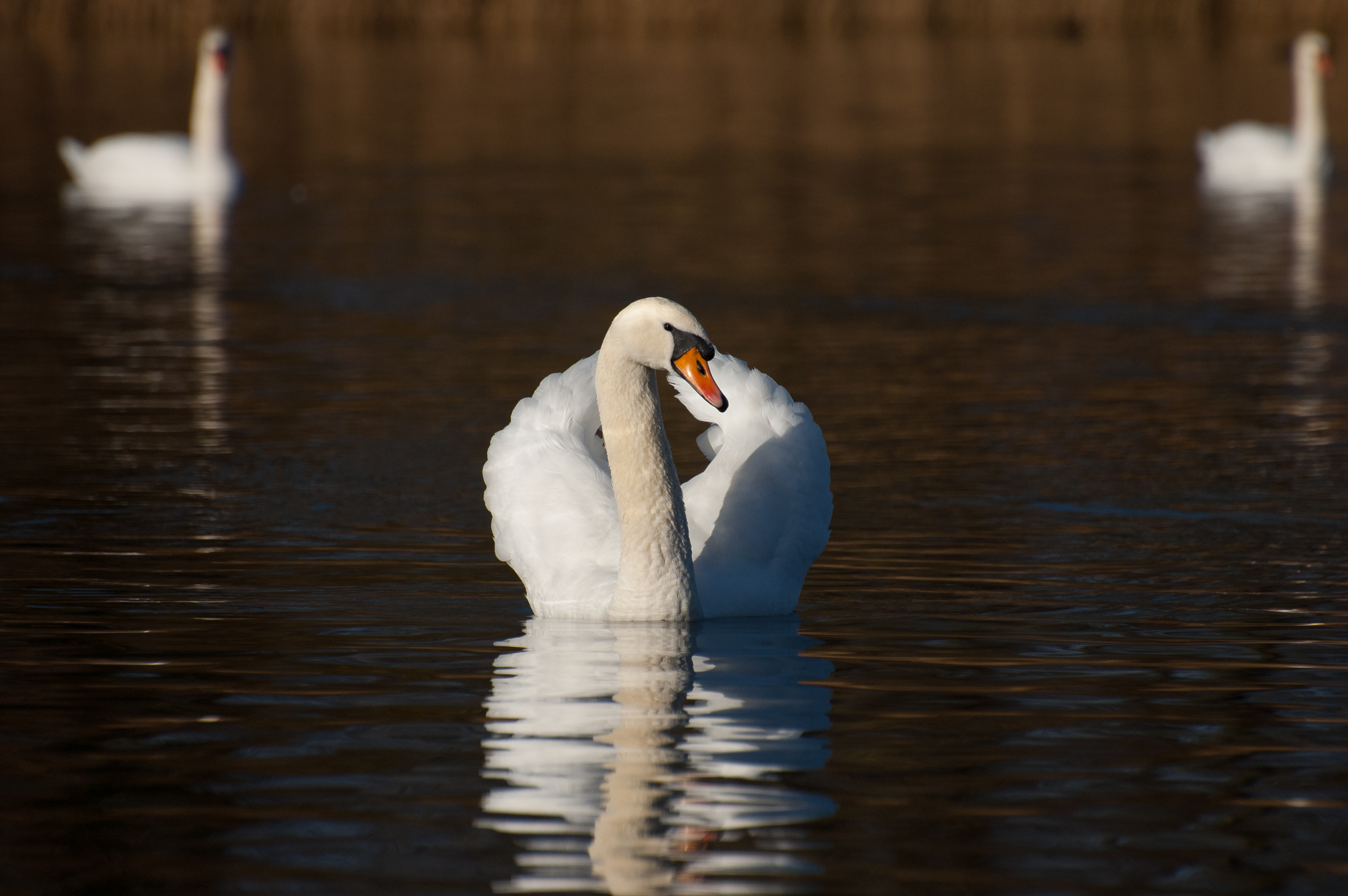 Schwan am Schwanensee