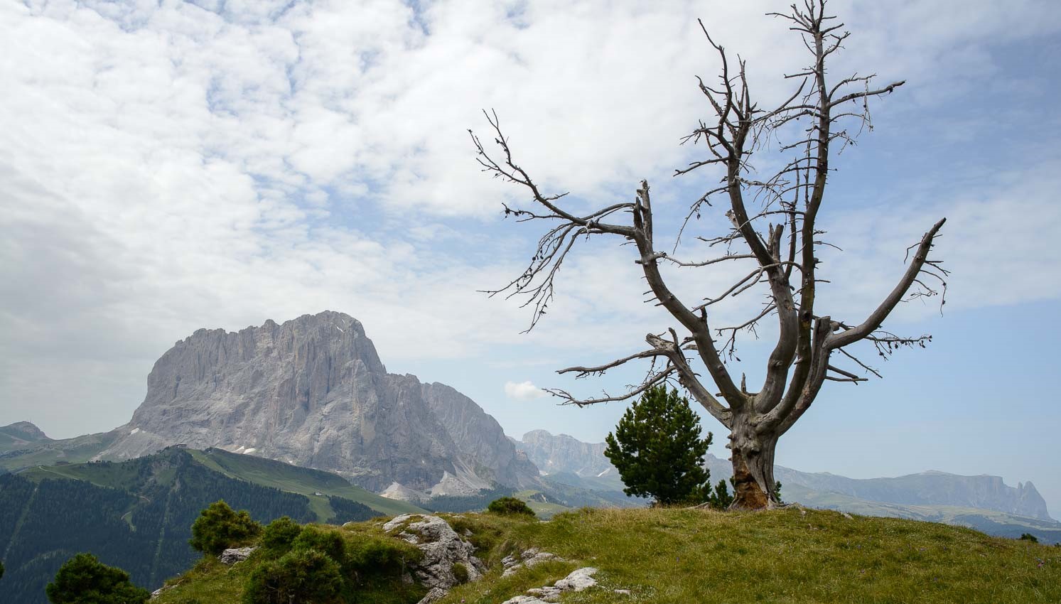 Der tote Baum Der tote Baum