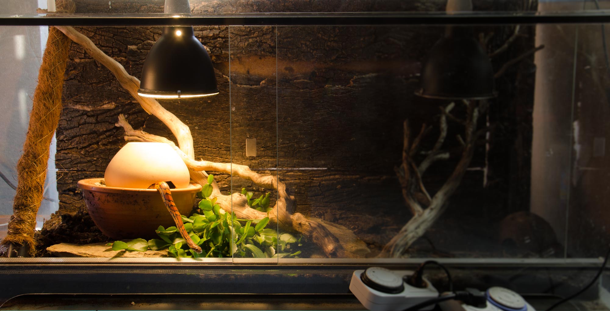 Terrarium für eine junge Schlange Kleines Terrarium